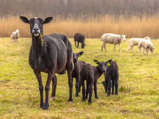 Black Sheep Family