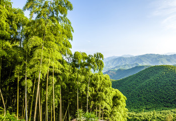 Naklejka premium Bamboo and mountains