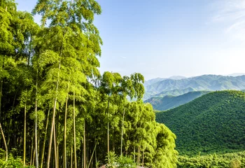 Türaufkleber Bambus Bamboo and mountains