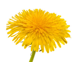 Dandelion isolated