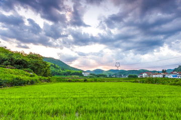 Rice fields in the South China side