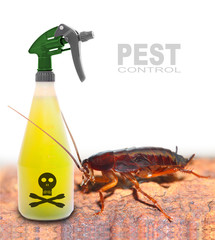 Plastic sprayer with insecticide and cockroach. Pest control.