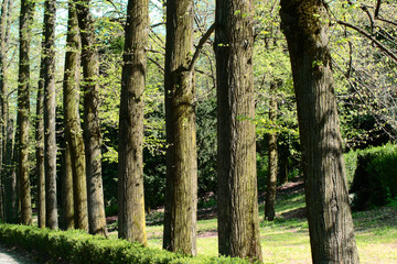 bosco filare di alberi
