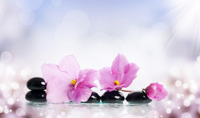 Fototapeta na wymiar Black spa stones and flower on colorful background