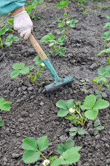 raking of strawberry plantation