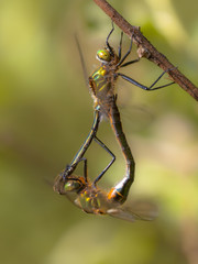 Reproducing Couple of Downy Emerald Dragonfly