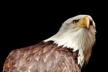 Portrait eines Adler (Weißkopfseeadler / Haliaeetus)