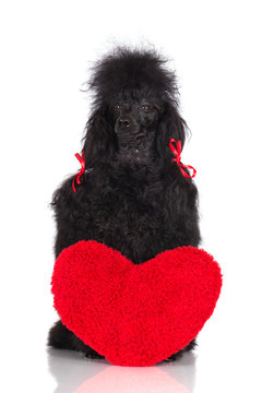 black poodle with a red heart