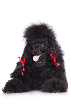 adorable black poodle with red ribbons on the ears