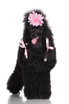 poodle dog with pink hair ribbons