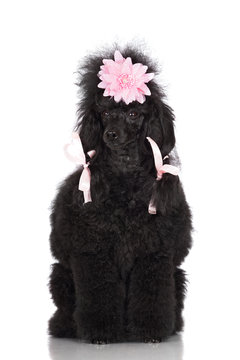 dog in a pink hair ribbons