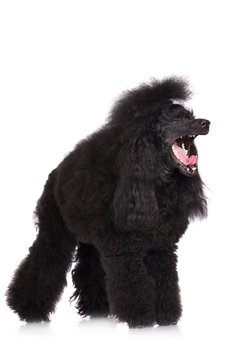 black yawning dog