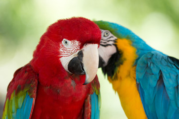 parrots