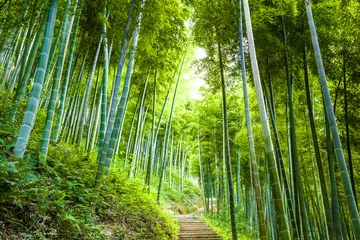 Gardinen Bambuswald und Gehweg © 06photo