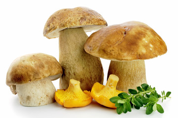 porcini and Chanterell mushrooms