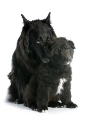 puppy and adult groenendael
