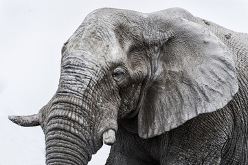 Alter weißer Elefant im Etosha Park, Namibia