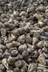 Sugar beet