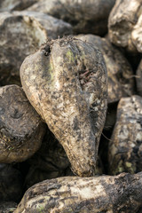 Sugar beet