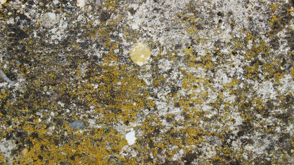 moss concrete background