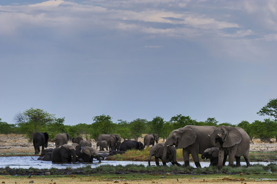 Elefanten am Rietfontein Wasserloch, Etosha , Namibia