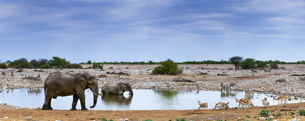 Elefanten und Zebras im Etosha Park, Namibia