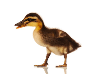 Domestic duckling