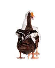 Duck and goose