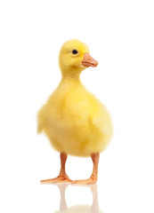 Domestic gosling