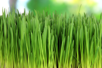 Green grass with fertile soil closeup