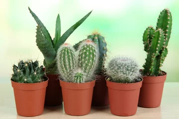 Foto op Plexiglas Cactus in pot Verzameling van cactussen op houten tafel