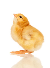 Little chicken