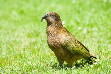 Kea
