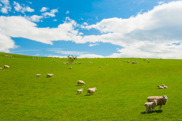 Fototapeta na wymiar Owiec w Nowej Zelandii