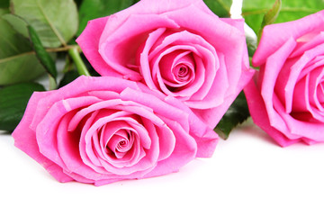 Fototapeta na wymiar Pink roses isolated on white
