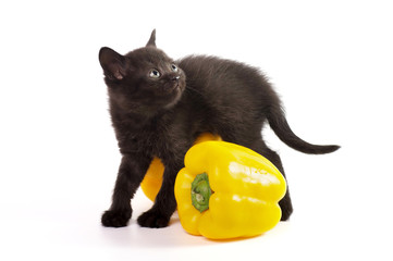 Beautiful Scottish young cat with yellow pepper