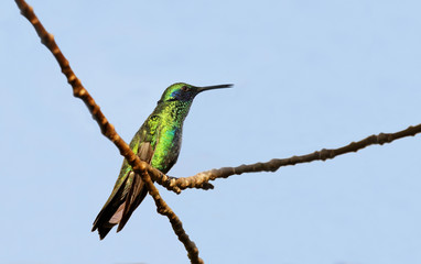Green Violetear Hummingbird