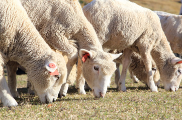 Obraz na płótnie Canvas 草を食べる羊