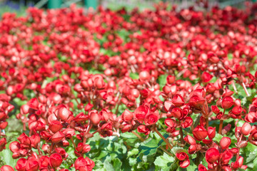 Numerous bright red flowers of tuberous begonias (Begonia tuberh
