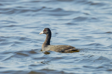 Eurusian Coot(Fulica atra Linnaeus) is swimming