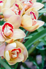 Fototapeta na wymiar many yellow orchid flower