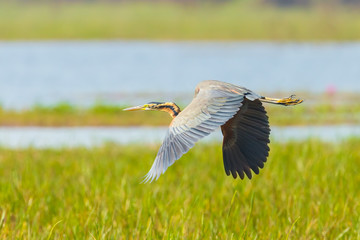 Purple heron(Ardea purpurea) is flying in nature