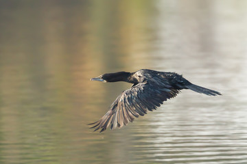 Little Cormorant (Microcarbo niger) is flying in nature