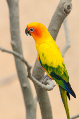 Beautiful colorful parrot