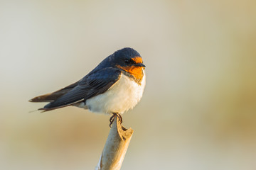 Close up of Barn Swallow (Hirundo rustica)