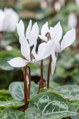 cyclamen flowers