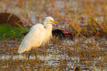 Intermediate Egret(Mesophoyx intermedia ) with pairing feather