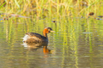 Full adult of Little Grebe (Tachybaptus ruficollis)