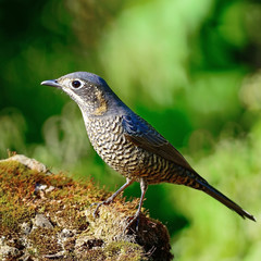 female Chestnut-bellied Rock-Thrush