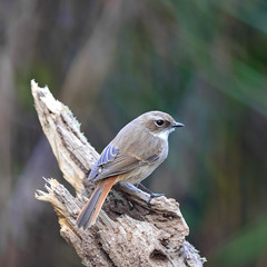 female Grey Bushchat